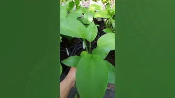 хоста Лейксайд Маверик #хосты #хостыгиганты
