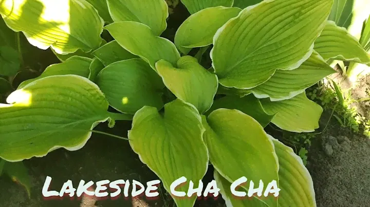 Хоста сорт Lakeside Cha Cha...ярче с каждым днём ( видео от 23.07.22)#хоста#сорт#LakesideChaCha#