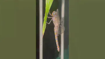 Dragonfly stuff   #dragonfly #didyouknow #insects #zoology #dragonflies #greenwithanji