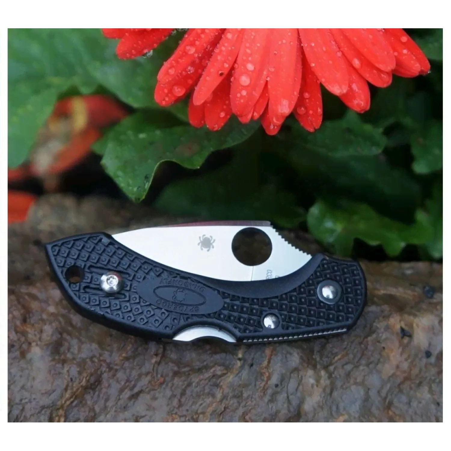 Складной нож Dragonfly 2 - Spyderco 28PBK2, сталь VG-10 Satin Plain, рукоять термопластик FRN чёрный-4