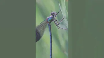 blue damselfly covered with morning dew #animals #dragonfly #damselfly