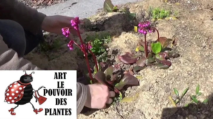 Tuto jardin: Bergenia Bach: Comment faire la Taille et entretien: Plante vivace