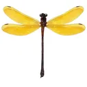 euphaea lara yellow dragonfly damselfly Indonesia mounted wings spread